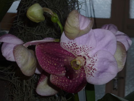 Vanda