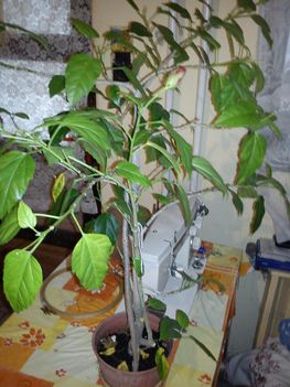 DSC00030