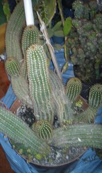 DSC00050