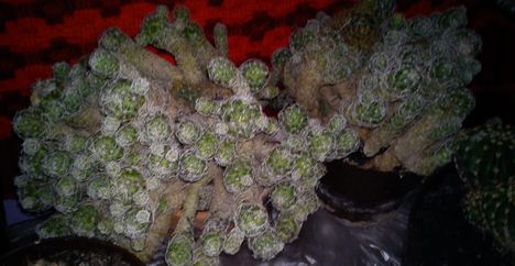 DSC00055