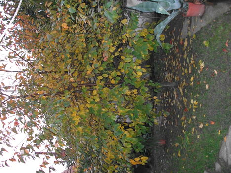 DSCF1539