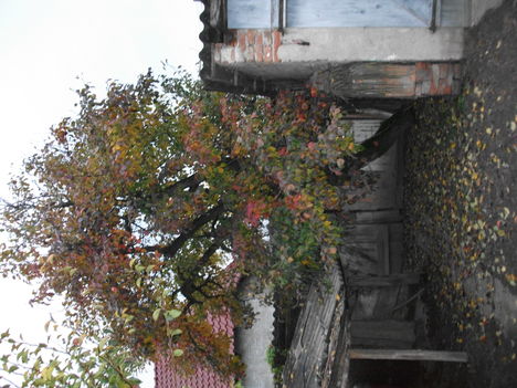 DSCF1540