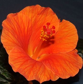 Hibiscus Wiki orange