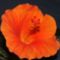 Hibiscus Wiki orange