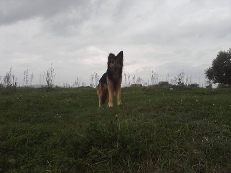 kroky