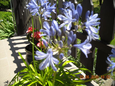 Agapanthus