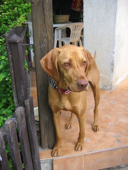 Igazi vizsla