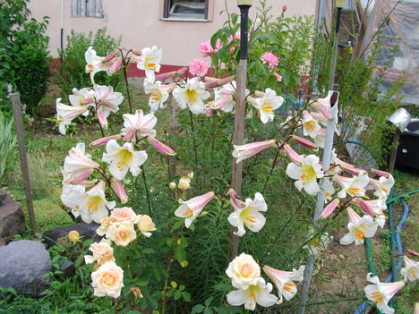 Kedvencek 9