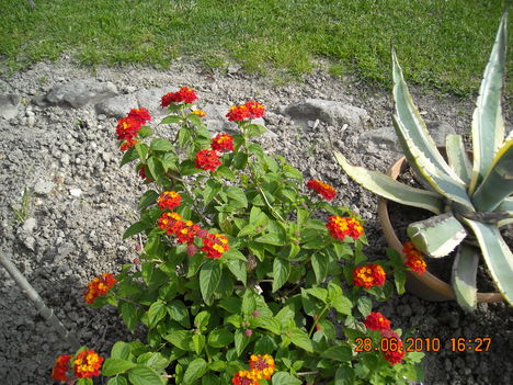 Lantana (al) sétányrózsa