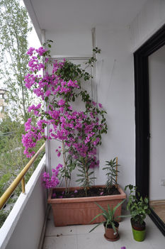 Bougenvillea