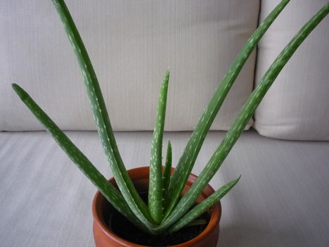 ALOE 1