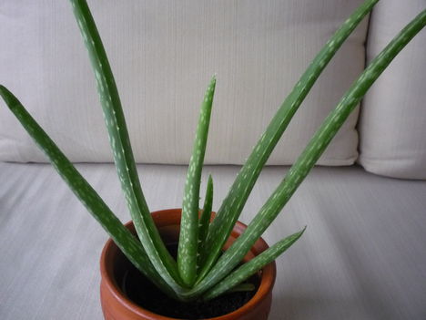 ALOE 2