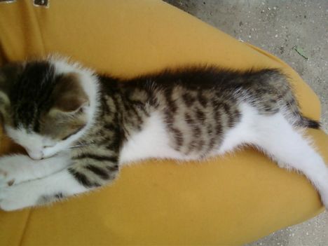 Zola-Marci,cica (5)