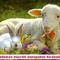Husvéti nyúl és bárányka