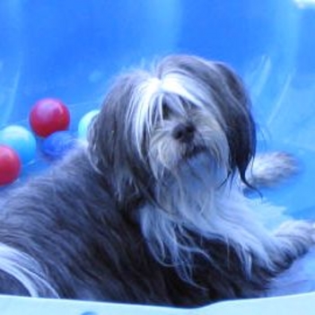 Tibeti Terrier