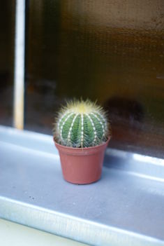 Eriocactus magnificus