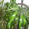 Billbergia1,