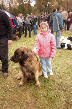 Dunaújvárosi kutyakiállítás, az új szerelem, a leonbergi kutya