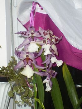 Lepke.Orchidea,2010,11,