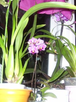 Mini Orchidea,2010,11,