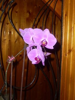 Orchidea, 2010.11,