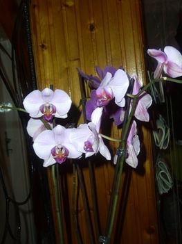 Rózsaszín,Orchidea