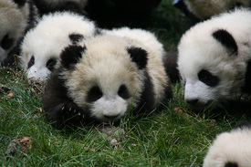 4honapos_pandak