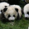 4honapos_pandak