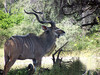 kudu_183132