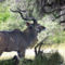 kudu_183132