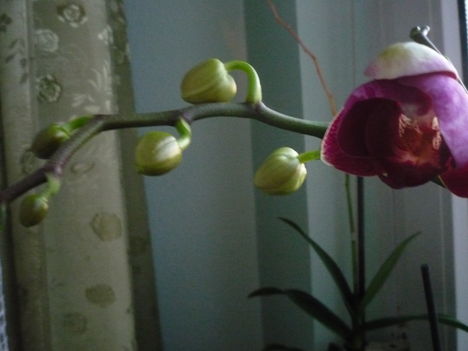 orchidea 1