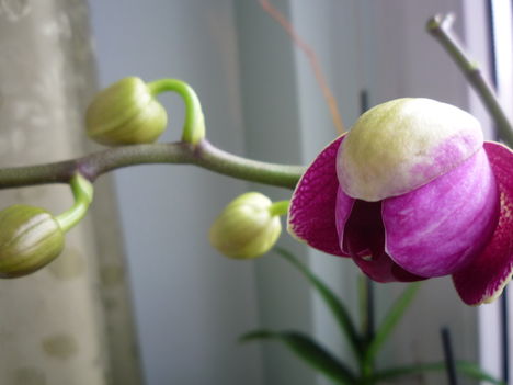 orchidea 2