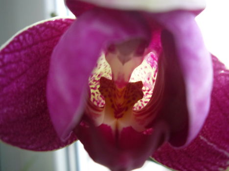 orchidea 3