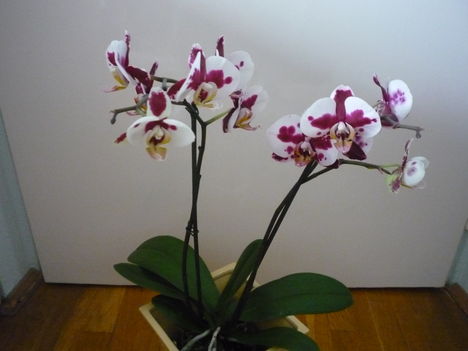 orchidea 4