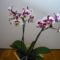 orchidea 4