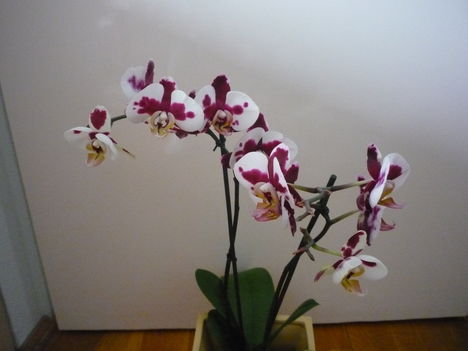 orchidea 5