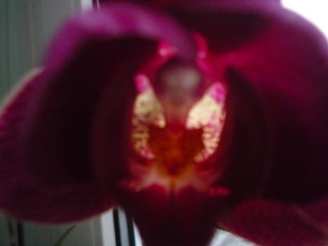 orchidea 6