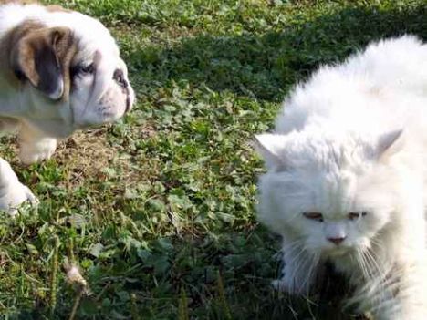 Sumi cicánk és Enzo kutyus
