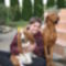 Bogi a kissebbik lányunk, Bori a basset hound és Füli a vizsla