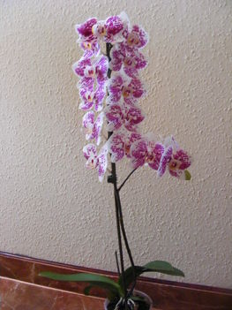 043