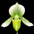 orchidea01