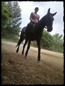 beautiful horse♥