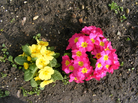 Primula