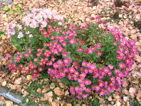 2010 ősz Anikó virágai