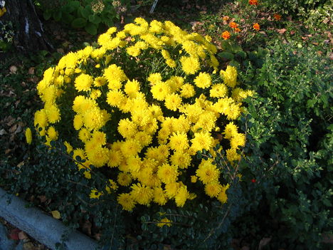 2010 Ősz Anikó virágai
