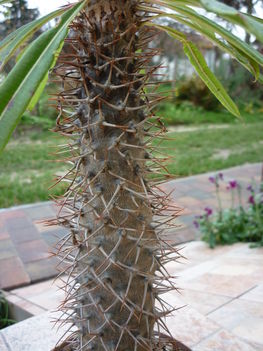 Leveles kaktusz