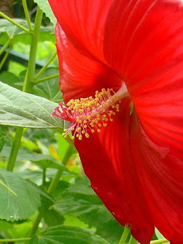 Hibiskus