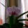 orchideáim