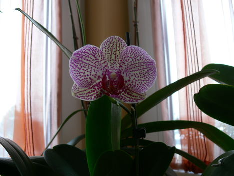P1000217