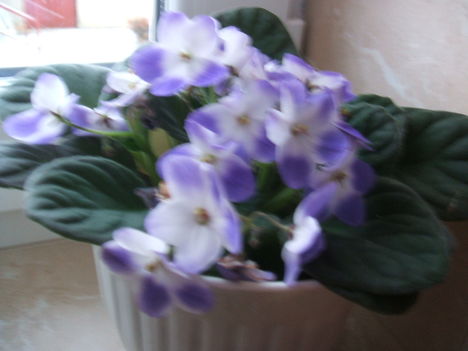 IBOLYA